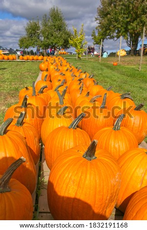 pumpkin road leading off into the distance            