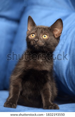 cute black kitten on a blue background