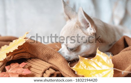 Dog lying on a plaid with maple fallen leaves. Puppy chihuahua warms under a blanket in cold autumn weather.