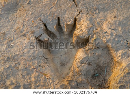 An animal track is the imprint left behind by an animal in the soil, mud, snow. Royalty-Free Stock Photo #1832196784