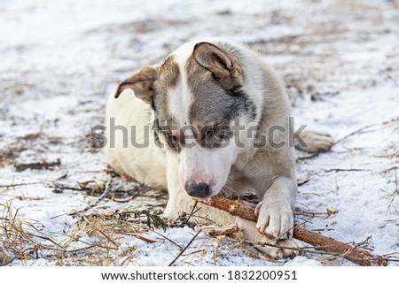 A large breedless dog lies on the grass with the first snow and gnaws a stick.