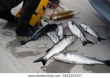 fisherman with caught fish. scuba diver with caught fish. Freshly fish caught one by one from underwater diver on the sea shore