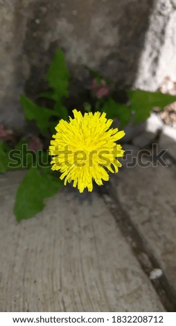 Photo of yellow dandelion resembling flower from comic book.