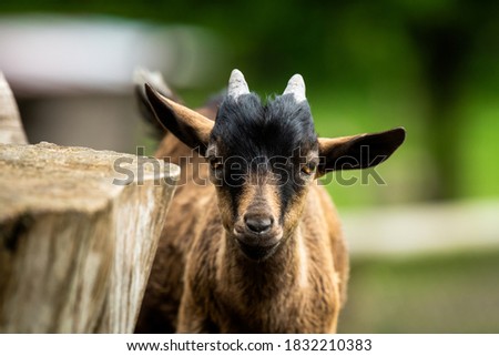 A portrait of a young and cute baby goat, looking straightforward to the camera