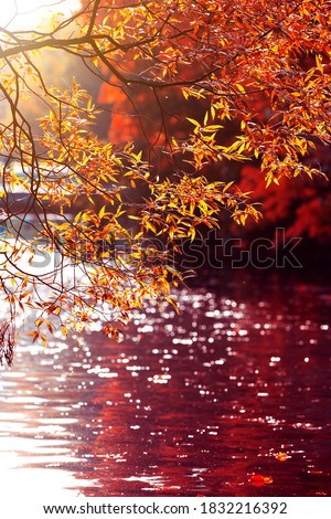 Red leaves background. Panoramic Japanese landscape. Natural autumn wallpaper. Bright willow tree and lake water surface. Free space for text.