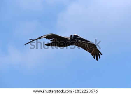 pelican flying over ocean with blue skies