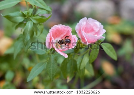 The flower is pink inside the flower an insect collects pollen Royalty-Free Stock Photo #1832228626