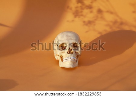 Anatomical skull on an orange background, shadows from plants, the concept of the holiday Halloween.
