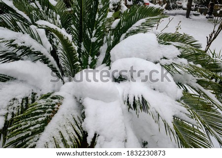 palm leaves enduring a heavy snowfall