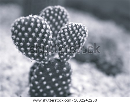 Closeup blur macro cactus Bunny ears , Opuntioideae plant in black and white image and blurred background ,old vintage style photo for card design