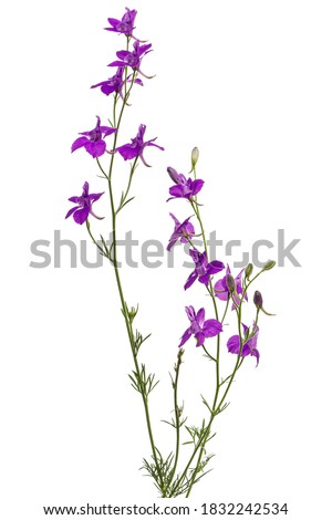 Violet flower of wild delphinium, larkspur flower, isolated on white background