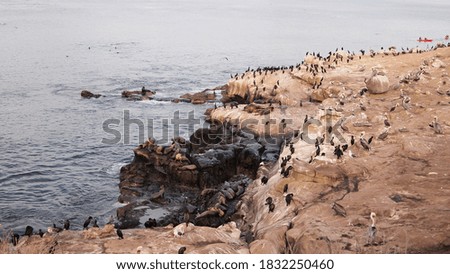 La Jolla Cove Seal Wildlife area