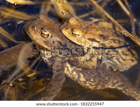 Common or European toad brown colored, Mating toads in the pond