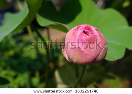 Beautiful pink lotus flower or lily, Nelumbo nucifera, also known as Indian lotus, sacred lotus, bean of India, Egyptian bean blooming at sunny day with blurred natural background. Selective focus.
