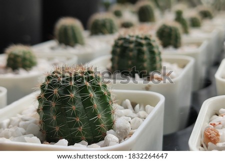 Beautiful Cactus in white pot,That are lined up beautifully, 