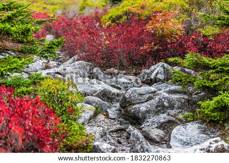 Colorful red bushes leaves foliage in autumn fall in Bear Rocks at Dolly Sods in West Virginia in National Forest Park with rocky rock stone trail path road