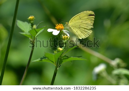 yellow grass butterfly on the flower with blurry background
