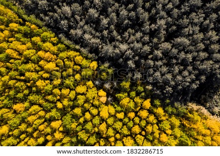 aerial survey of dry old forest in autumn from above