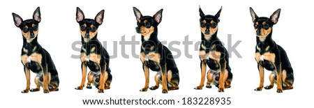 Miniature Pincher portrait on a white background Royalty-Free Stock Photo #183228935