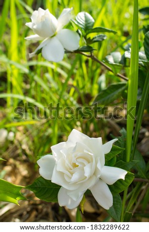 Snow White Rose Flower in Summer  morning