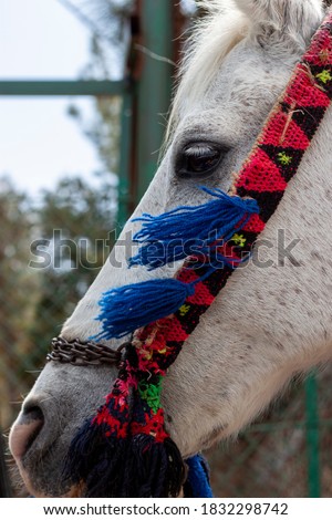 Close up isolated profile portrait of a white horse with an artistic hand woven mouth bit. The mouth bit has triangular patterns in red black and green colors as well as blue tassels on side.
