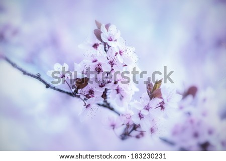 Blooming Tree In Spring With Shallow Depth Of Field