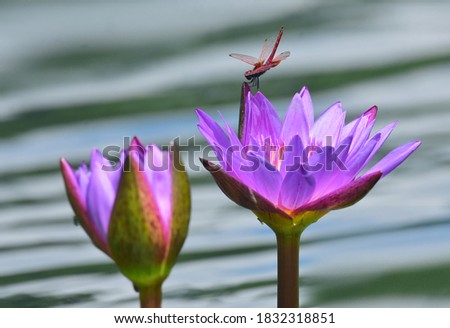 Water lily with Dragonfly, Natural Picture.
