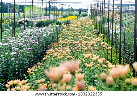 View of Gerbera cultivated flower beds and chrysanthemum flowers are being cultivated on a farm in Saraburi, Thailand 