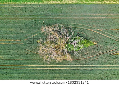 dead tree, view from above