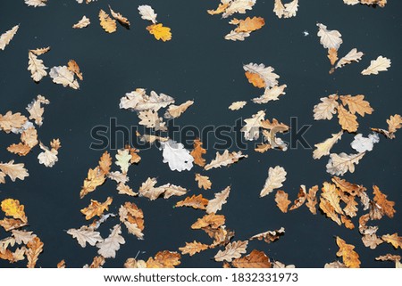 Yellow fallen oak leaves on the surface of the lake water. Natural autumn pattern.