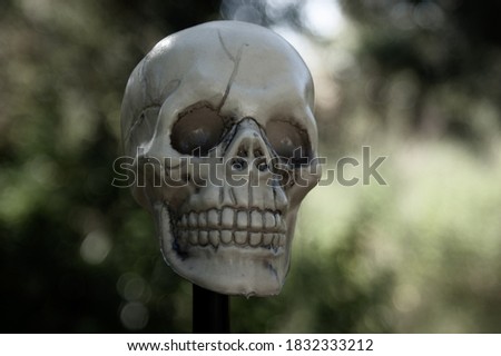 Human plastic skull with soft bokeh background