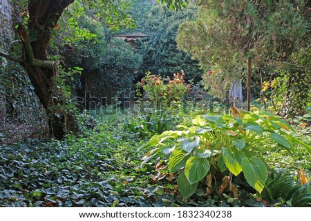 Abandoned, overgrown green garden with ivy. Royalty-Free Stock Photo #1832340238