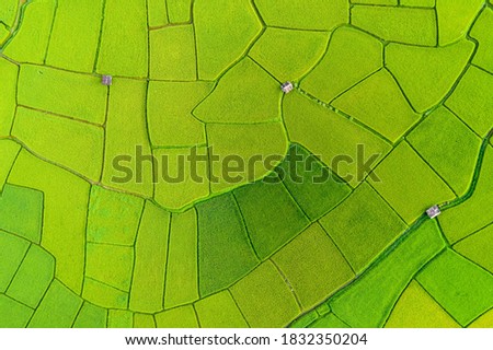 Aerial view of the green and yellow rice field, of agriculture in rice fields for cultivation in Nan Province, Thailand. Natural the texture for background