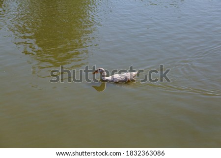 Pond with ducks. A place for fish farming. Background
