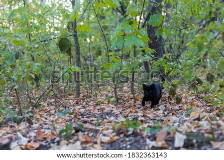 Silhouette of a black cat. Selective focus with blurred background. Superstition concept