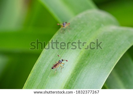 Stalk-eyed flies in Arusha, Tanzania Royalty-Free Stock Photo #1832377267