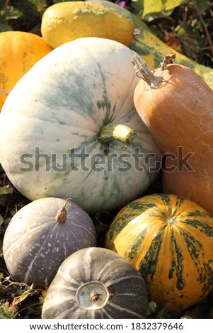 Autumn harvest pumpkins, pumpkins for halloween banner festive decoration. Bright and colorful vegetables.