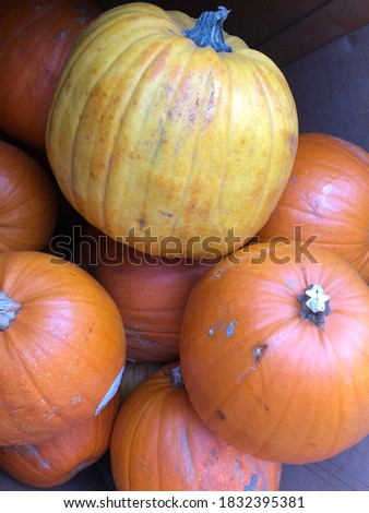 Assorted orange pumpkins and one yellow pumpkin at a market stand.