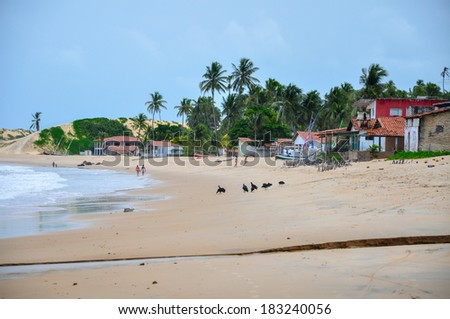 People walking on the beach, Pititinga, Natal, Rio Grande do Norte (Brazil) Royalty-Free Stock Photo #183240056