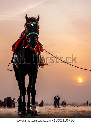 Black riding horse on the seaside at the time of sunset