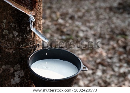Rubber tapping fresh milky Latex flows from the para tree into a plastic black bowl Royalty-Free Stock Photo #1832420590