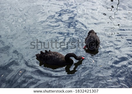 Two beautiful black swans with red beaks swim in the water, a pair of swans, a bird family, reflections in the water, beautiful ripples, elegant birds, long neck, black plumage, swan watching, pond
