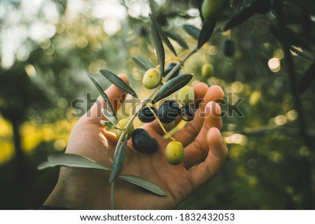 Hand picking green and black olives on the branch tree Royalty-Free Stock Photo #1832432053