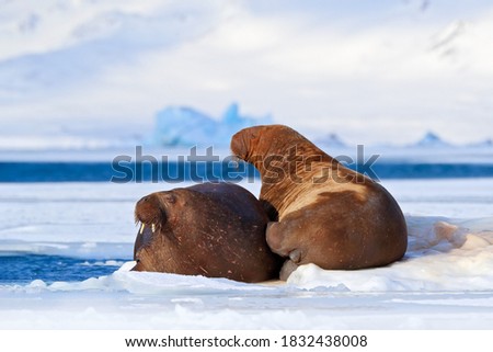 Walrus, Odobenus rosmarus, stick out from blue water on white ice with snow, Svalbard, Norway. Mother with cub. 
