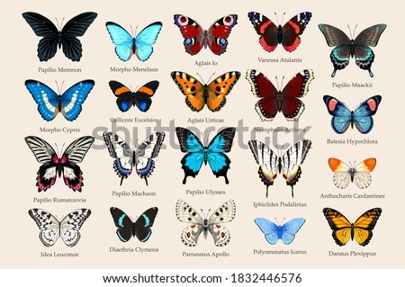 Big vector set of high detailed realistic butterlies