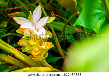 Nature photography of white yellow flower with fresh green leaves, buds on turmeric tree at garden. Beautiful design flowers blossomed in ginger plant in bright morning sunshine. Copy space for text.
