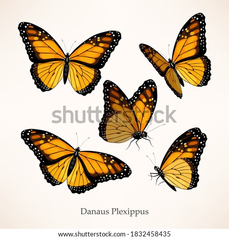 Monarch butterfly vector art in several different views and poses