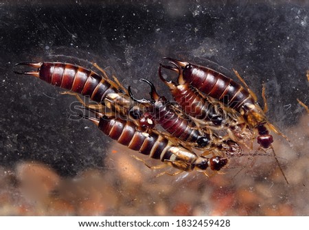 Group of Earwigs together between panes of glass for warmth and protection.