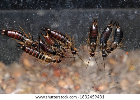 Group of Earwigs together between panes of glass for warmth and protection.