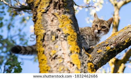 puppy cat on a tree